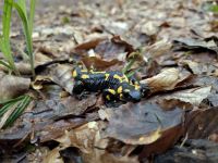 Stezka Českem - Bílé Karpaty